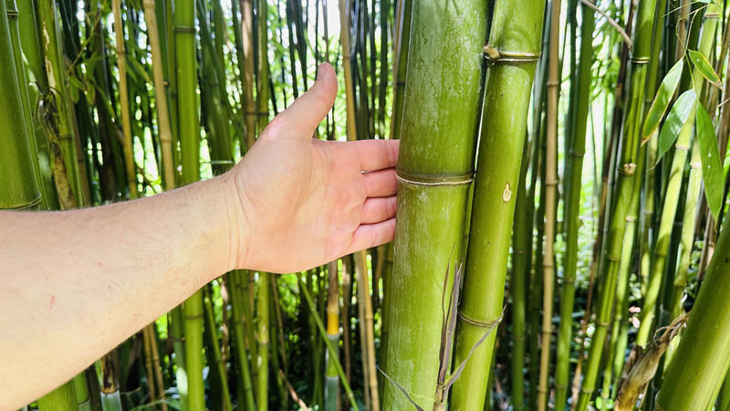 Bamboo Encroachment UK