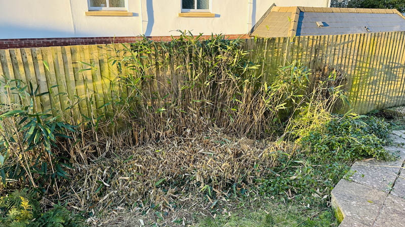 Bamboo Removal Exmouth