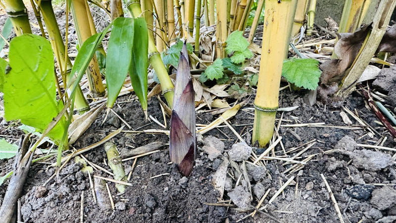 Bamboo Removal Ottery St Mary