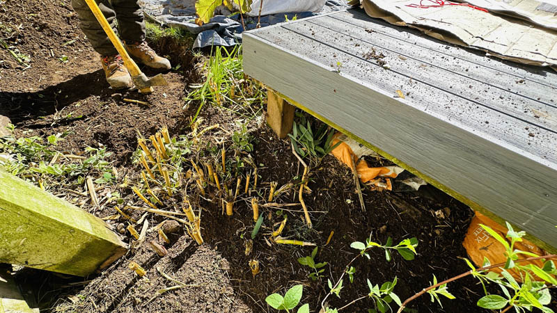 Bamboo Removal Ottery St Mary