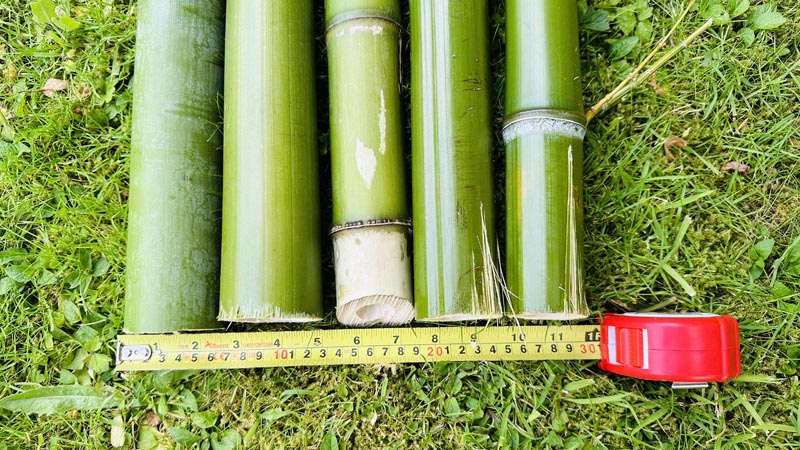 Bamboo Removal Costs