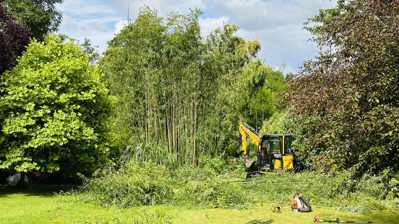 Bamboo Removal Costs