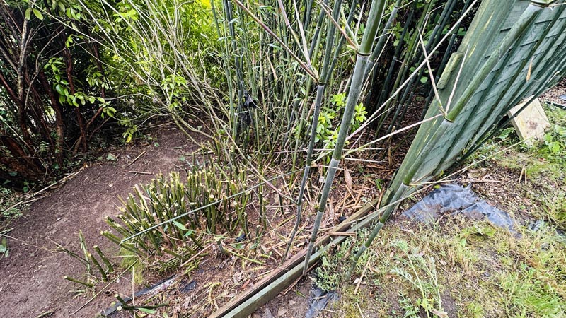 Bamboo Removal Costs