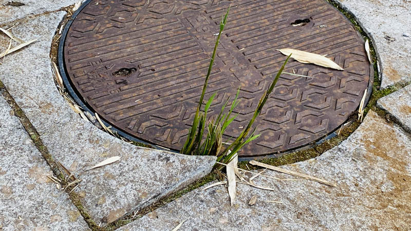 Bamboo Growing Under Our Patio