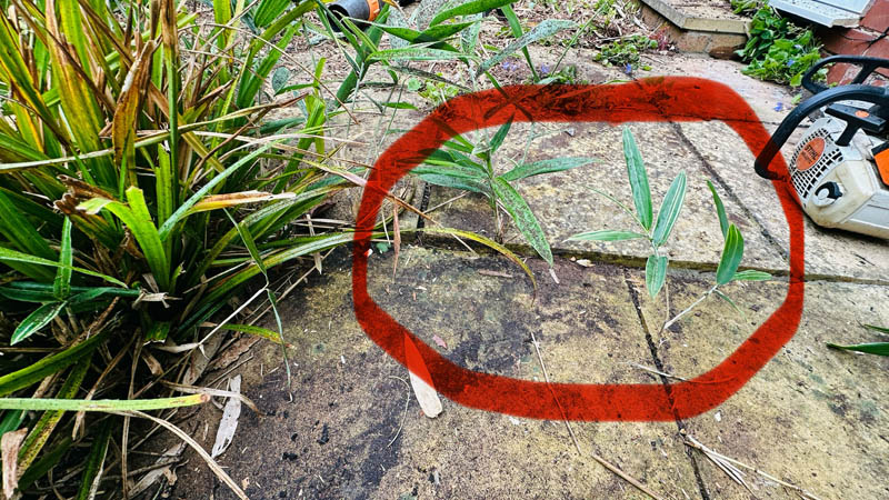 Bamboo Growing Under Our Patio